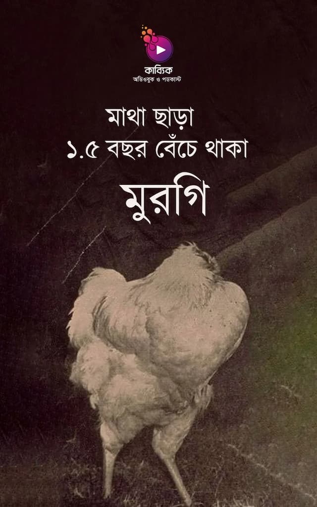 মাথা ছাড়া ১.৫ বছর বেঁচে থাকা মুরগি!
